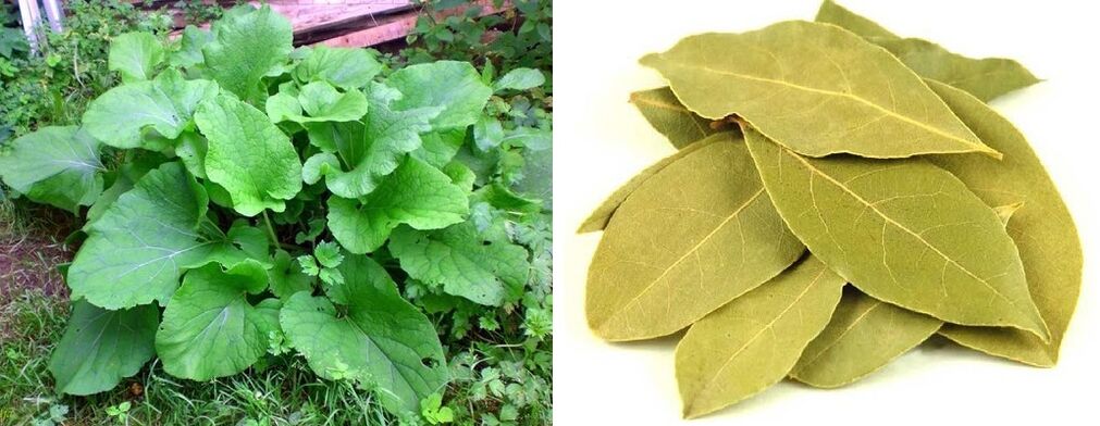 burdock hostoak eta erramu hostoak artikulazio minetarako