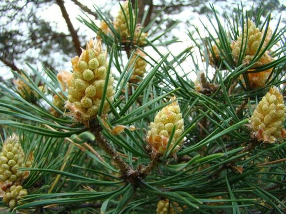 Pinuaren begiak zerbikaleko osteokondrosiaren aurkako borrokan